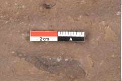 Foto (Detailsansicht) von Quercus palaeoilex Ettingshausen (NHMW-GEO-2024-0188-0922)